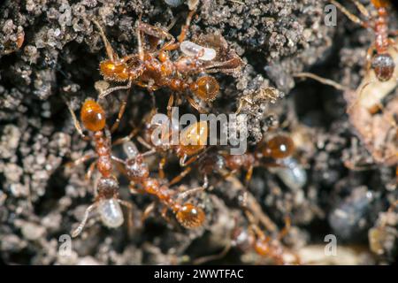 Rote Myrmica-Ameise, rote Ameise, gewöhnliche rote Ameise (Myrmica rubra), geschäftige Aktivität in einem Ameisenhügel, Deutschland Stockfoto