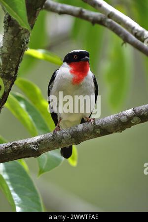 Kirschkehltanager (Nemosia rourei) auf einem Zweig im brasilianischen Atlantischen Wald - eine vom Aussterben bedrohte Art und einer der seltensten Vögel Stockfoto