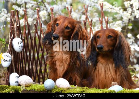 Langhaariger Dachshund, langhaariger Wursthund, Haushund (Canis Lupus f. familiaris), zwei rothaarige langhaarige Dackel, die nebeneinander im East sitzen Stockfoto