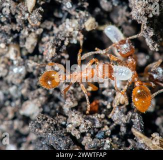 Rote Myrmica-Ameise, rote Ameise, gemeinsame rote Ameise (Myrmica rubra), zwei Ameisen, die Eier transportieren, Deutschland Stockfoto