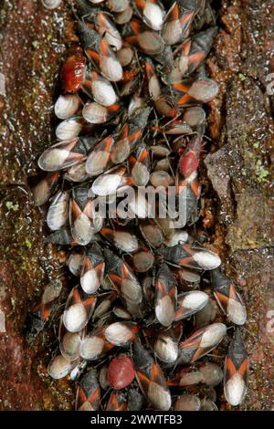 Malvenkäfer, Limettenkäfer (Oxycarenus lavaterae), zahlreiche Tiere auf einer Linde, Deutschland Stockfoto