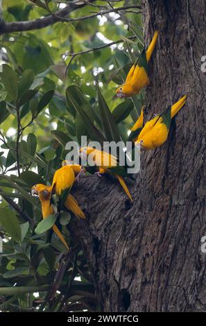 goldener Sittich, goldene Konure (Guaruba Guarouba, Aratinga Guarouba), Vorwurzelherde auf einem Baum, Brasilien, Amazonien-Nationalpark Stockfoto