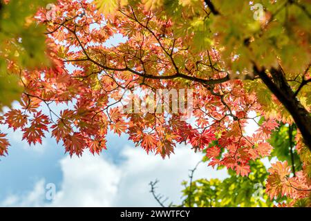 Japanischer Ahorn (Acer japonicum 'Aconitifolium', Acer japonicum Aconitifolium), Blätter im Herbst der Sorte Aconitifolium Stockfoto