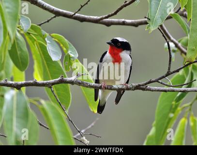 Kirschkehltanager (Nemosia rourei) auf einem Zweig im brasilianischen Atlantischen Wald - eine vom Aussterben bedrohte Art und einer der seltensten Vögel Stockfoto