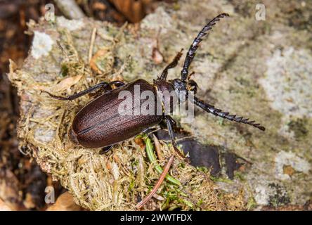 Prionus Longhorn Käfer, Greater British Longhorn, der Gerber, der säger (Prionus coriarius), auf dem Boden, Deutschland Stockfoto