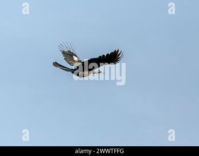 Weißkehlrohr-Guan (Pipile gryi, Pipile cumanensis gryi), im Flug, Brasilien, Pantanal Stockfoto