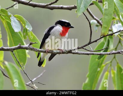 Kirschkehltanager (Nemosia rourei) auf einem Zweig im brasilianischen Atlantischen Wald - eine vom Aussterben bedrohte Art und einer der seltensten Vögel Stockfoto