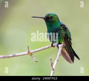 Leuchtend grüner Kolibri (Chrysuronia goudoti luminosa, Lepidopyga goudoti luminosa, Amazilia goudoti luminosa), männlich auf einem dünnen Ast stehend, Colom Stockfoto