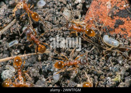 Rote Myrmica-Ameise, rote Ameise, gewöhnliche rote Ameise (Myrmica rubra), geschäftige Aktivität in einem Ameisenhügel, Deutschland Stockfoto