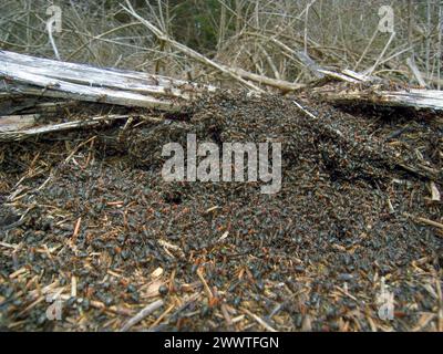 Kleine Rotholzameise (Formica polyctena), Ameisenhügel im Wald, Deutschland Stockfoto