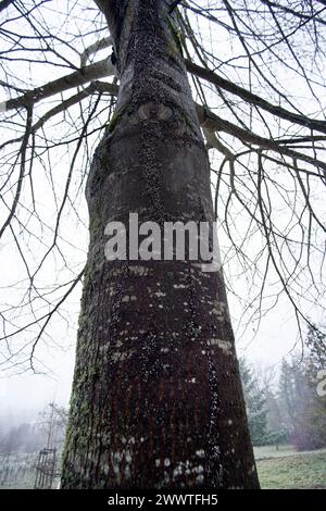 Malvenkäfer, Limettenkäfer (Oxycarenus lavaterae), zahlreiche Tiere auf einer Linde, Deutschland Stockfoto