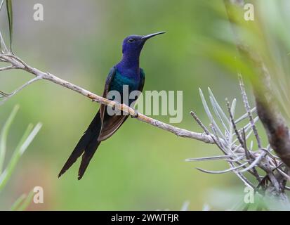 Schwalbenschwanz-Kolibri (Eupetomena macroura, Eupetomena macroura), auf einem dünnen Ast, Brasilien Stockfoto