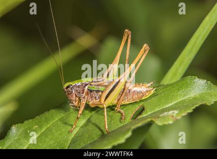 Moorbuschgrille, Moorbuschgrille (Metrioptera brachyptera), sitzend auf einem Blatt, Seitenansicht, Deutschland Stockfoto