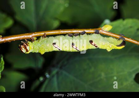 Seidenmut (Caio richardsoni), Raupe, heimischer Lebensraum: Mexiko bis Guatemala Stockfoto