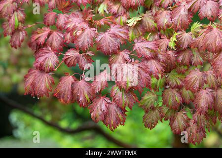 Japanischer Ahorn (Acer japonicum 'Aconitifolium', Acer japonicum Aconitifolium), Blätter im Herbst der Sorte Aconitifolium Stockfoto