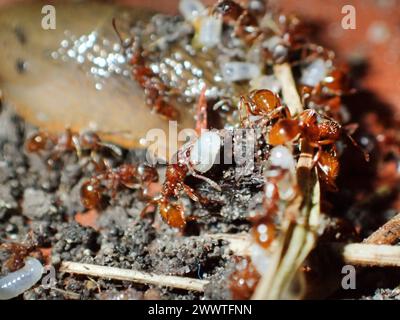 Rote Myrmica-Ameise, rote Ameise, gewöhnliche rote Ameise (Myrmica rubra), geschäftige Aktivität in einem Ameisenhügel, Deutschland Stockfoto