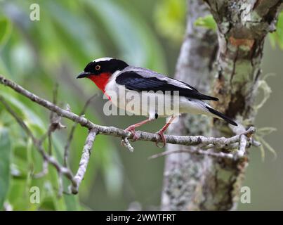 Kirschkehltanager (Nemosia rourei) auf einem Zweig im brasilianischen Atlantischen Wald - eine vom Aussterben bedrohte Art und einer der seltensten Vögel Stockfoto