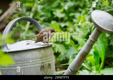 Europäischer robin (Erithacus rubecula), Jugendlicher, der auf einer Gießkanne sitzt, Deutschland Stockfoto