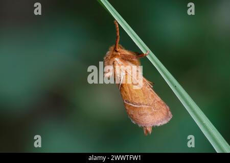 Orange Swift (Triodia sylvina, Triodia reducta, Triodia pallida), hängend an einem Grasblatt, Deutschland Stockfoto