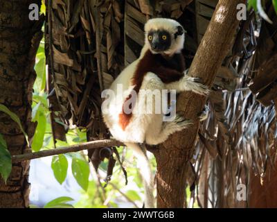 Coquerel der Sifaka, Propithecus coquereli, Ankarafantsika Nationalpark, Madagaskar Stockfoto