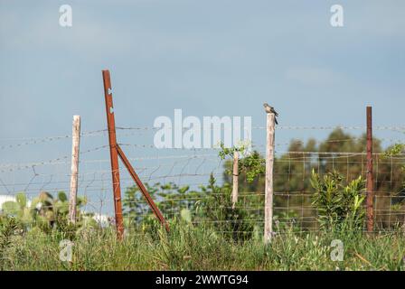 Gewöhnlicher Kuckucksuch (Cuculus canorus) erwachsener Vogel, der auf einem Holzpfosten sitzt, kurz nachdem er von seiner Wanderreise aus Afrika angekommen ist. Provinz Cadiz, Andalusien Stockfoto