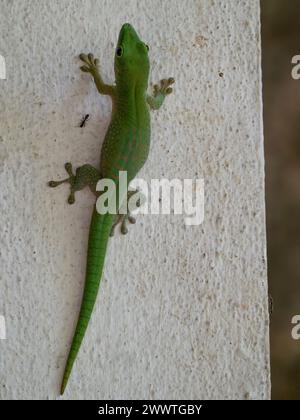 Koch's Riesentag Gecko, Phelsuma madagascariensis kochi, Ankarafantsika Nationalpark, Madagaskar Stockfoto