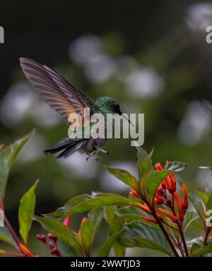 Gestreifter Kolibri, der mit Perücken über einem roten Blumenstrauch schwebt Stockfoto