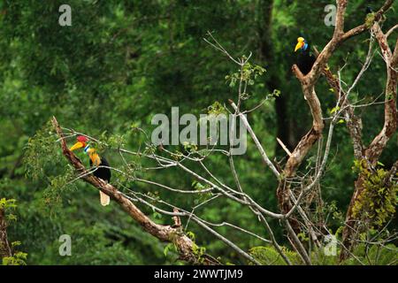 Nabelschnabel (Rhyticeros cassidix), männliche und weibliche Individuen, ein Paar, fressen auf einem Baumkronen in einem bewachsenen Gebiet in der Nähe des Mount Tangkoko und des Mount Duasudara (Dua Saudara) in Bitung, Nord-Sulawesi, Indonesien. Die International Union for Conservation of Nature (IUCN) kommt zu dem Schluss, dass steigende Temperaturen unter anderem zu ökologischen, verhaltensbezogenen und physiologischen Veränderungen der Tierarten und der Artenvielfalt geführt haben. „Zusätzlich zu einer erhöhten Krankheitsrate und degradierten Lebensräumen verursacht der Klimawandel auch Veränderungen bei den Arten selbst, die ihr Überleben bedrohen“, schrieben sie. Stockfoto