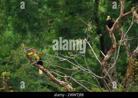 Nabelschnabel (Rhyticeros cassidix), männliche und weibliche Individuen, ein Paar, fressen auf einem Baumkronen in einem bewachsenen Gebiet in der Nähe des Mount Tangkoko und des Mount Duasudara (Dua Saudara) in Bitung, Nord-Sulawesi, Indonesien. Die International Union for Conservation of Nature (IUCN) kommt zu dem Schluss, dass steigende Temperaturen unter anderem zu ökologischen, verhaltensbezogenen und physiologischen Veränderungen der Tierarten und der Artenvielfalt geführt haben. „Zusätzlich zu einer erhöhten Krankheitsrate und degradierten Lebensräumen verursacht der Klimawandel auch Veränderungen bei den Arten selbst, die ihr Überleben bedrohen“, schrieben sie. Stockfoto