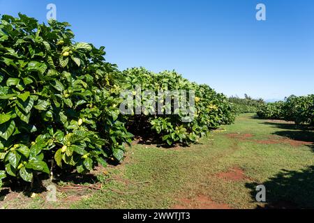 Noni-Bäume in einer Bio-Noni-Farm in Kauai, Hawaii, USA. Stockfoto