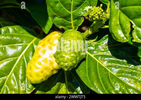 Nahaufnahme von Noni-Früchten auf dem Baum. Stockfoto