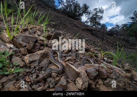 Ein gestreifter Rennfahrer oder eine kalifornische Weitschlange (Masticophis lateralis) eine schnelle Schlange, die über den Bergen von Santa Cruz und anderswo in CA. Stockfoto