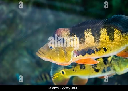 Cichla ocellaris, bekannt als Schmetterling Pfauenbarsch im Aquarium Stockfoto