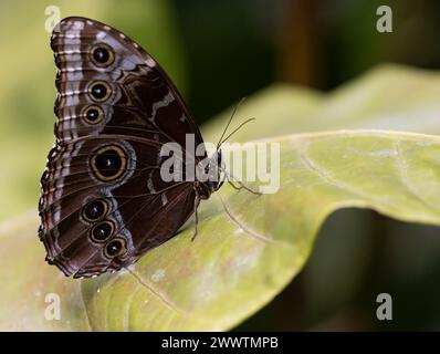 Gemeiner blauer Morpho-Schmetterling auf breitem Blatt-Nahaufnahme Stockfoto