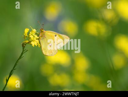 Orangenschwefelschmetterling, der an einem sonnigen Frühlingstag gelbe Wildblumen ernährt. Kopierbereich. Stockfoto