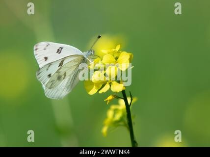 Karierter weißer Schmetterling, auch bekannt als Südkohl-Schmetterling, ernährt sich an einem sonnigen Frühlingstag von gelben Wildblumen. Kopierbereich. Stockfoto