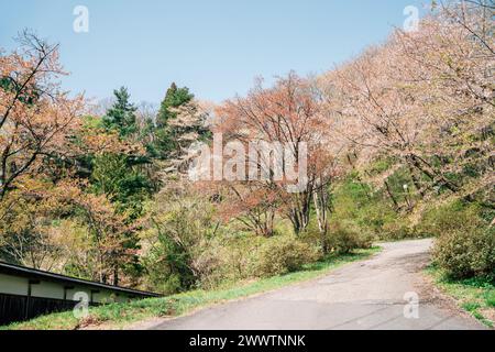 Kakunodate Castle Forest Kirschblüte Straße in Akita, Japan Stockfoto