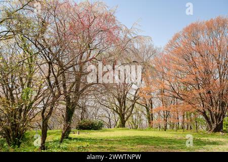 Kakunodate Castle Kirschblüte in Akita, Japan Stockfoto