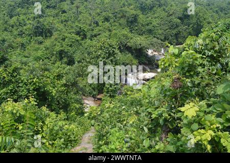 Schöner, dichter, grüner Wald auf dem Hügel Stockfoto