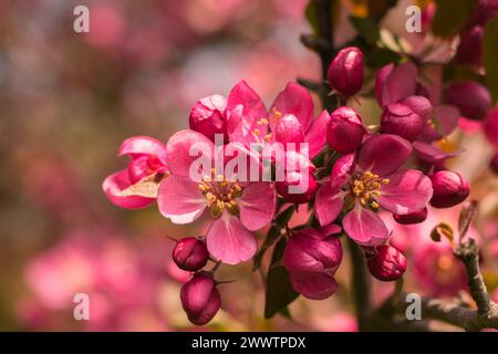 Makro der rosafarbenen Crabapple-Blüten (Malus) im Royal Botanical Gardens Arboretum, Hamilton, Ontario, Kanada. Stockfoto
