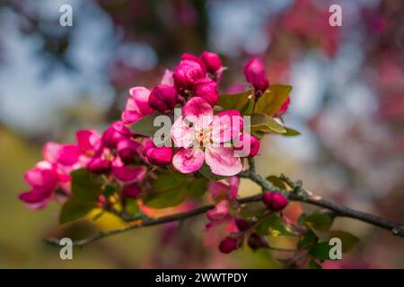 Makro der rosafarbenen Crabapple-Blüten (Malus) im Royal Botanical Gardens Arboretum, Hamilton, Ontario, Kanada. Stockfoto