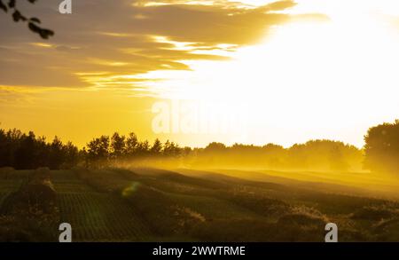 Diese atemberaubenden Rapsfelder von Alberta während eines Sonnenuntergangs Stockfoto