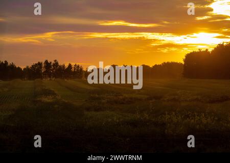 Diese atemberaubenden Rapsfelder von Alberta während eines Sonnenuntergangs Stockfoto