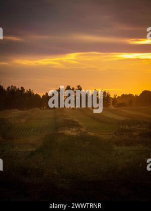 Diese atemberaubenden Rapsfelder von Alberta während eines Sonnenuntergangs Stockfoto