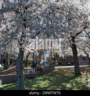 Kirschblüten auf ihrem Höhepunkt in der Nähe des Tidal Basin während des National Cherry Blossom Festivals in Washington D.C. 2024. Stockfoto