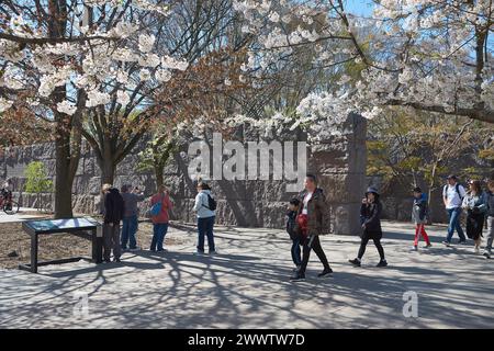 Kirschblüten auf ihrem Höhepunkt in der Nähe des Tidal Basin während des National Cherry Blossom Festivals in Washington D.C. 2024. Stockfoto