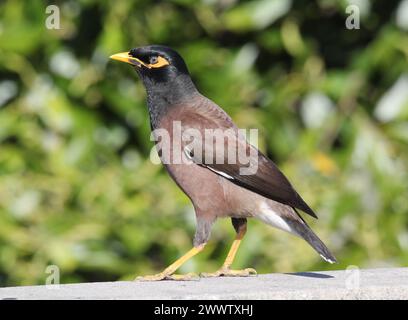 Nahporträt eines gewöhnlichen Myna-Vogels Stockfoto