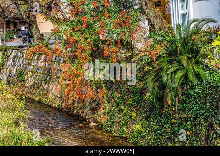 Coloful Fall verlässt Green Philosopher's Walk Canal Kyoto Japan. Gehen Sie vorbei an berühmten Tempeln. Gegründet 1890, weil japanische Philosphen früher W Stockfoto