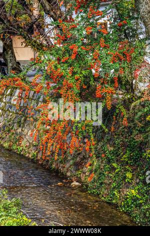 Coloful Fall verlässt Green Philosopher's Walk Canal Kyoto Japan. Gehen Sie vorbei an berühmten Tempeln. Gegründet 1890, weil japanische Philosphen früher W Stockfoto