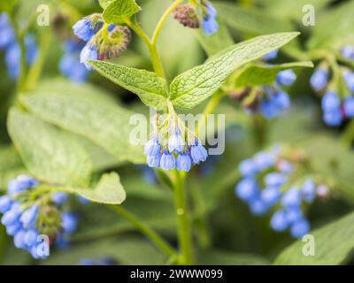 Schöne blaue Blüten von Symphytum caucasicum, auch bekannt als beinwell, blauer Beinwell oder kaukasischer Beinwell, blühen im Frühlingspark Stockfoto